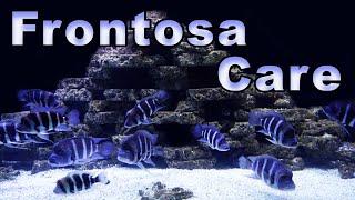 Frontosa Cichlid Care and Breeding: A Mighty Cichlid Full of Color!