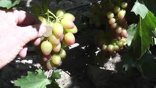 Сорт винограду "Багровый" - сезон 2022 # Grape variety "Bahrovyi" - season 2022