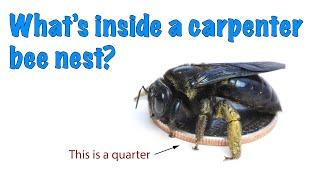 What's inside a carpenter bee nest?