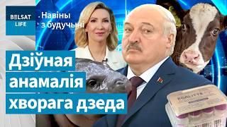 Двухгаловая карова ў Менску. Лукашэнка страціў здароўе пасля Масквы / Навіны з будучыні