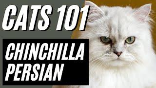 What to Know About Chinchilla Persian Cat | Cats 101