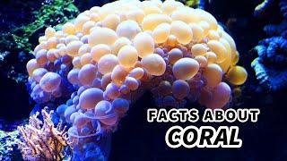 Coral Facts: PLANT or ANIMAL?  Animal Fact Files