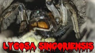 Южнорусский тарантул кушает (Lycosa singoriensis)