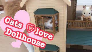 Cats love Dollhouseドールハウス大好き