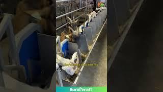 Goat Chow Down: They're Serious About Food! #goat #funnyanimals #farm