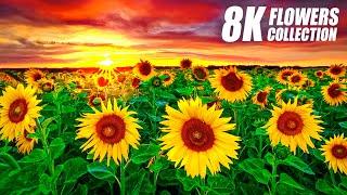 Exclusive Beautiful Flowers in 8K VIDEO ULTRA HD 60FPS