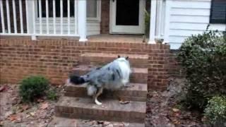 Blue Merle Sheltie -Patch the Wonder Pup playing in the Yard