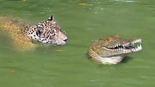 This is Why Jaguars Kill Crocodiles