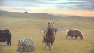 The Pony - Moonwalking Shetland Pony  The Advert Sequel [PARODY]