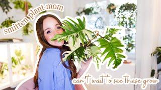 7 plants I’m swooning over right now | rare and variegated