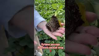 Лучшая рассада клубники