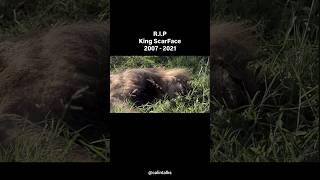 "The Warrior's Rest: Scarface's Journey Comes to an End"#LionKing#MaasaiMara #NatureHero#EndOfAnEra