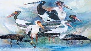 All Stork Species - Species List