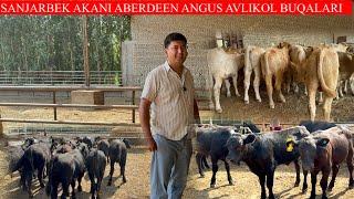 SANJARBEK AKANI ABERDEEN ANGUS AVLIKOL BUQALARI NARXLARNI ZO’R AYTDI