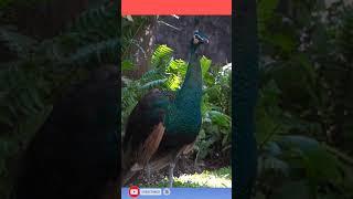 The sound of familiar birds #short #ytshorts #awwbirds #bird #birdsounds Aww Birds