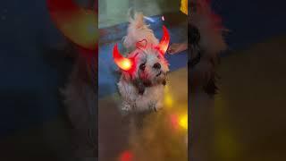 Devil is back #shizu #shitzu #youtube #cutepuppy