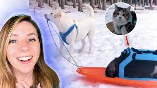 Dog-Powered Cat Sled Turns into an Epic Cat Train!