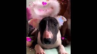 Happy Birthday Eva!  #happy#dog#bullterrier#love#puppy#birthday