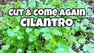 How to Harvest Cilantro- Cut and Come Again Cilantro