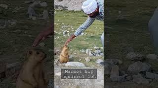 Marmot big  squirrel leh