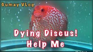 My expensive Discus Fish is dead!