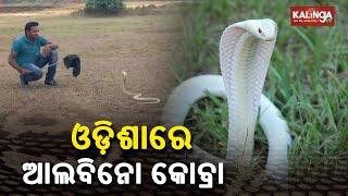 First Time In Odisha: Rare Deadly Albino Cobra Snake Rescued In Dhenkanal || KalingaTV