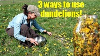 3 WAYS TO USE SPRING DANDELIONS ~ FORAGING