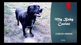 Carlos Adrian - My Baby Canine