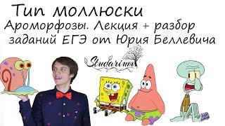 Тип Моллюски. Ароморфозы. Лекция и разбор заданий от Юрия Беллевича
