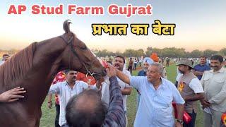 गुजरात के परींन जी पटेल का घोड़ा देवराज बना चैंपियन ॥Jodhpur Horse Show