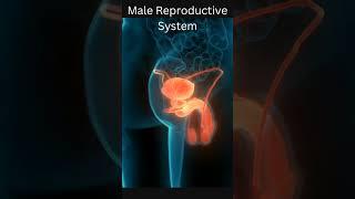 Male Reproductive System