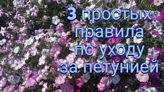 Как ухаживать за петунией. 3 правила по уходу за петунией.