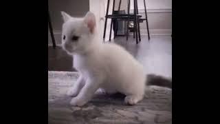 КОТЁНОК ИСПОЛНЯЕТ ПОД LOVV66 #meme #shortvideo #shorts #short #shortsfeed #dance #meme #funny #cats