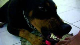 Angry and Scary Doberman.