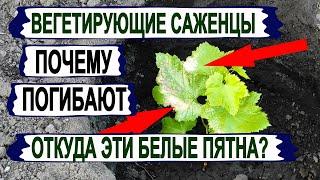  Вот из-за ЭТОГО ПОГИБАЮТ ВЕГЕТИРУЮЩИЕ САЖЕНЦЫ винограда после пересадки в открытый грунт.