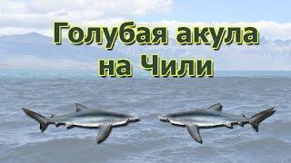 Русская Рыбалка 3.99 (Russian Fishing) Голубая акула на Чили