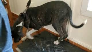 Remove mangoworms from dog - Remove mango worms from dog skin Удалите манговых червей с кожи собаки