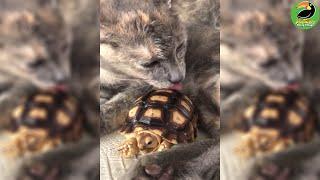 Tucker the Tiny Tortoise and the Tail of Two Kitties