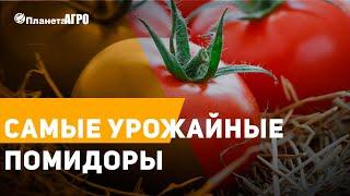  Самые урожайные помидоры ️ Купить семена помидоров от  Планета Агро