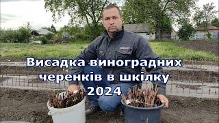 Висадка виноградних черенків в шкілку 2024