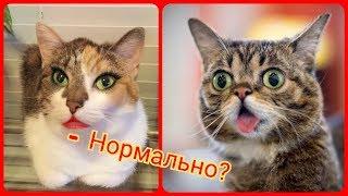 Говорящие коты! Лучшая подборка №18