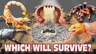 Ant Army vs 5 Terrifying Creatures – Who Will Survive!?  ANTTREK