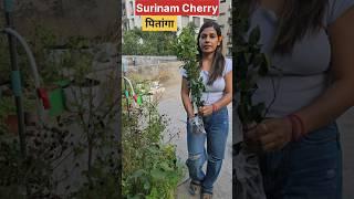 Surinam Cherry native from Suriname whi jha hindustani boli 3no pe boli jati h #explore #gardening