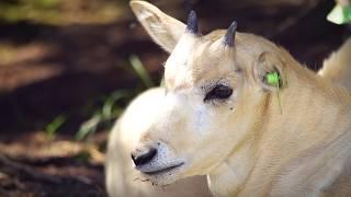 Endangered Addax | Fossil Rim Wildlife Center