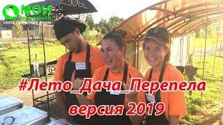 #Лето_Дача_Перепела версия 2019. Мои перепела и перепела гриль