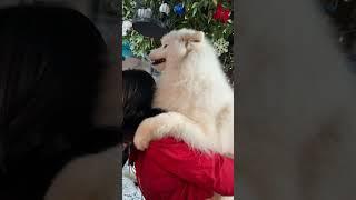 A wolf in a dog cafe #shorts #travelvlog #dogs #animalcafe