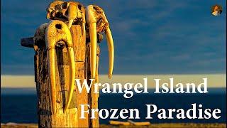 Extreme trip to the land of polar bears. Arctic / "Wrangel Island. Frozen Paradise"
