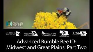 Advanced Bumble Bee ID: Midwest and Great Plains - Part Two