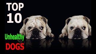 Top 10 Most Unhealthy Dog Breeds | Top 10 animals