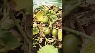 how we grow tomatoes|organic gardening tips|village cooking|offgrid homestead#viral#shorts